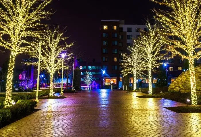 trees decorated with commercial christmas lights
